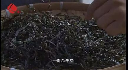 今天!最牛普洱茶縣縣長獲全縣人民點(diǎn)贊!他這樣推介家鄉(xiāng)普洱茶!勐海人轉(zhuǎn)起來!